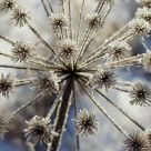 Frost