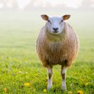 Sheep with only 2 legs