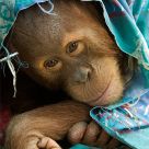 Off to sleep