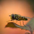 Schwebefliege