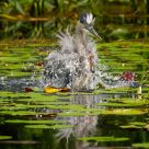 Birdbath 2