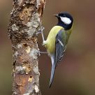Great tit