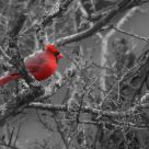 Winter Cardinal