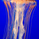 Jelly