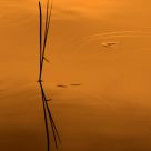 Reeds on Beaver Dam