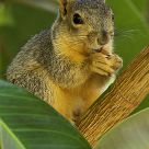Almonds Are Good For You