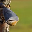 European nuthatch