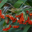 Red seeds