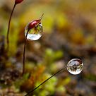 Spore capsules