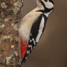 Great spotted woodpecker