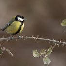 Great tit and frost