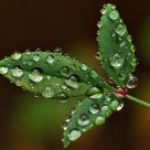 Droplets