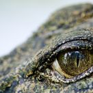 The Crocodile's Eye