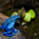Poison Arrow Frog