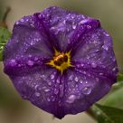 Purple Rain