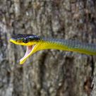 Green Tree Snake