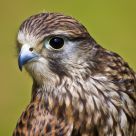 Young Kestrel