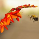 Approaching Bee
