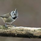 Crested tit