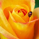 Lady Bird