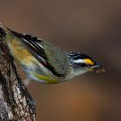 Striated Pardalote