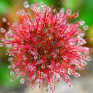 Droplets on a Spike.