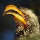Eastern Yellow billed Hornbill
