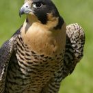 Peregrine