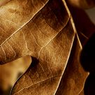 Winter Leaf