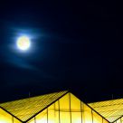 Greenhouse by moonlight