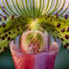 Orchiecstasy