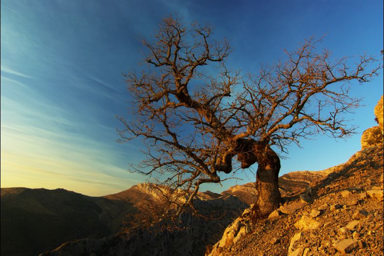 Roble solitario
