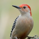 Red-bellied Woodpecker