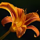 Orange and Yellow