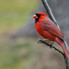 Red Bird - Northern Cardinal