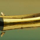 Captain Sea-gull