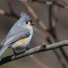 Tufted Titmouse
