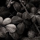 Bramble