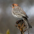 Male House Finch