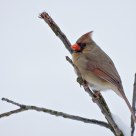 Northern Cardinal in Winter