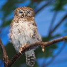Pearl-Spotted Owlet