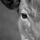 Deer calf eye