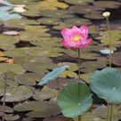 Lotus Pond