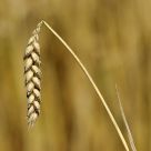 Wheat Ear
