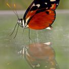 Butterfly Reflections