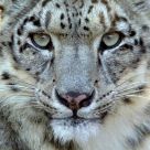 Snowleopard