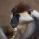 Red-Crowned Mangabey