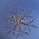Snow crystal with droplets