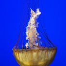Jelly
