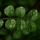 Leafy